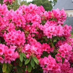 Rhododendron rose 'Anna Rose Whitney' / Rhododendron Anna Rose Whitney